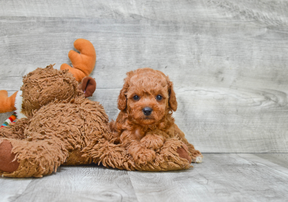 Cavapoo Pup Being Cute