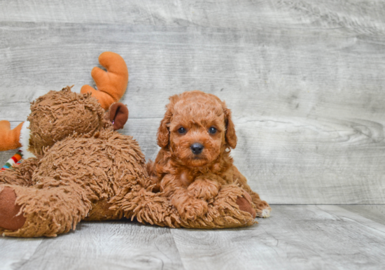 Cavapoo Pup Being Cute