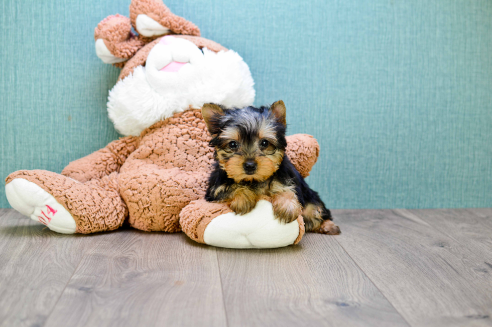 Meet Tinkerbell - our Yorkshire Terrier Puppy Photo 