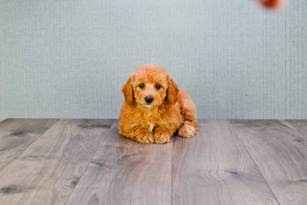 Mini Goldendoodle Puppy for Adoption