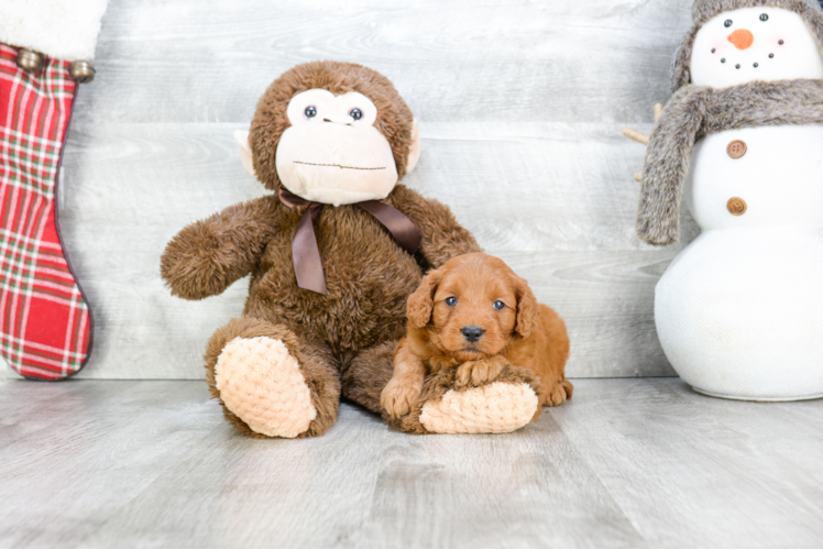 Mini Goldendoodle Puppy for Adoption