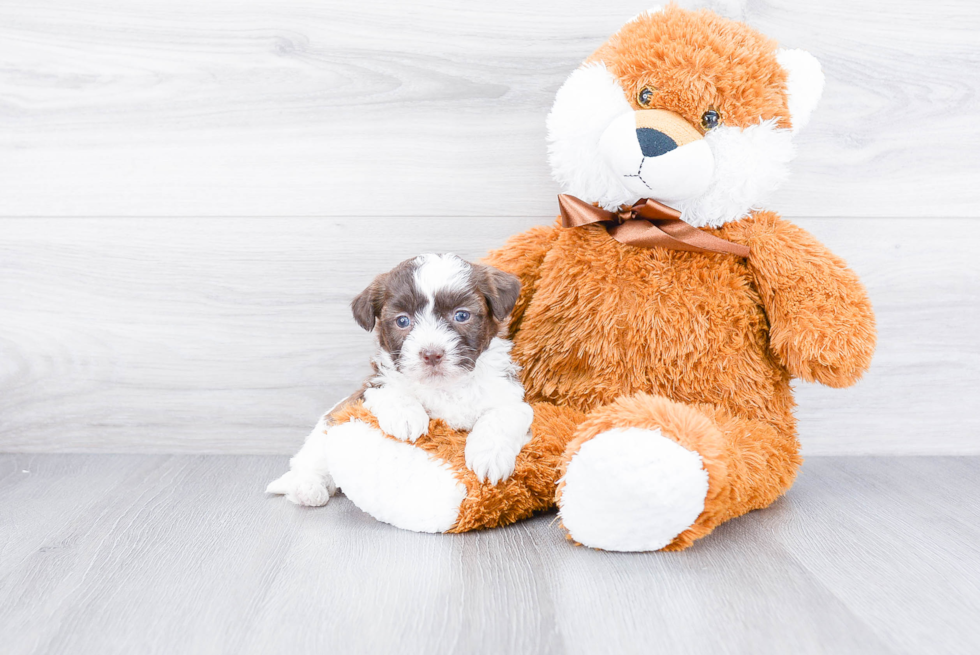 Teddy Bear Pup Being Cute