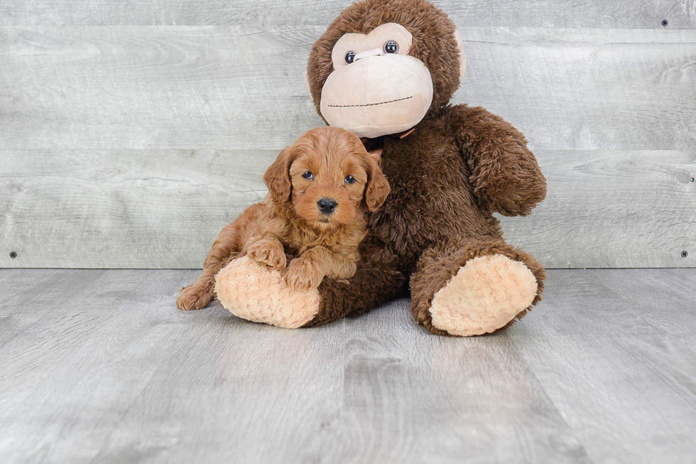 Mini Goldendoodle Pup Being Cute