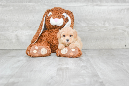 Maltipoo Puppy for Adoption