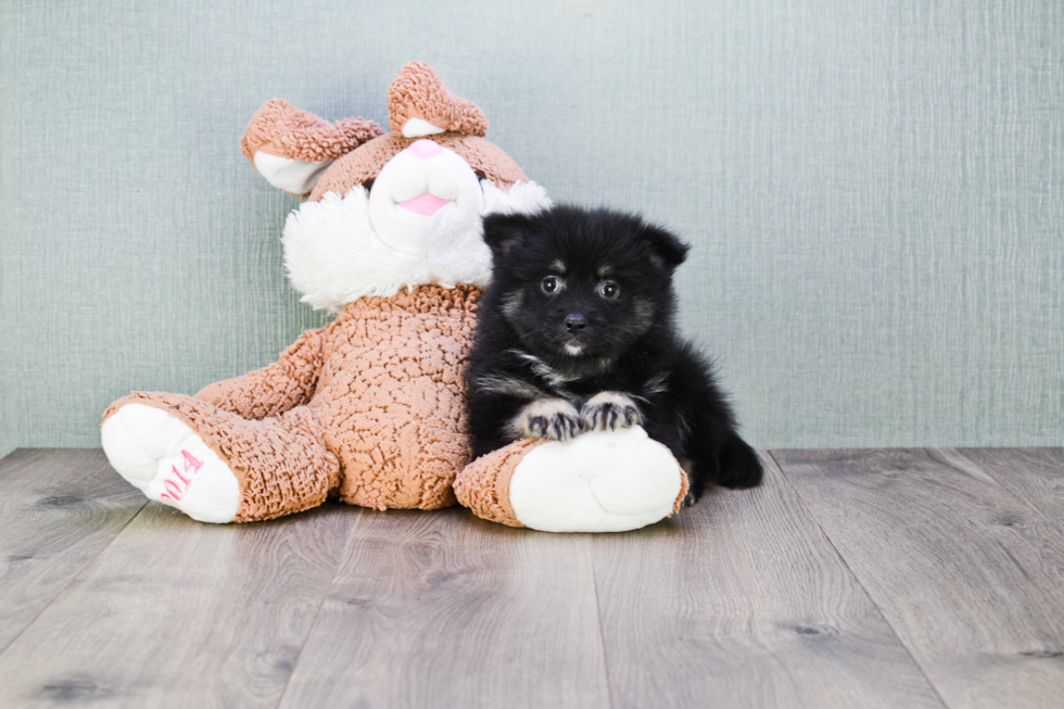 Pomeranian Pup Being Cute