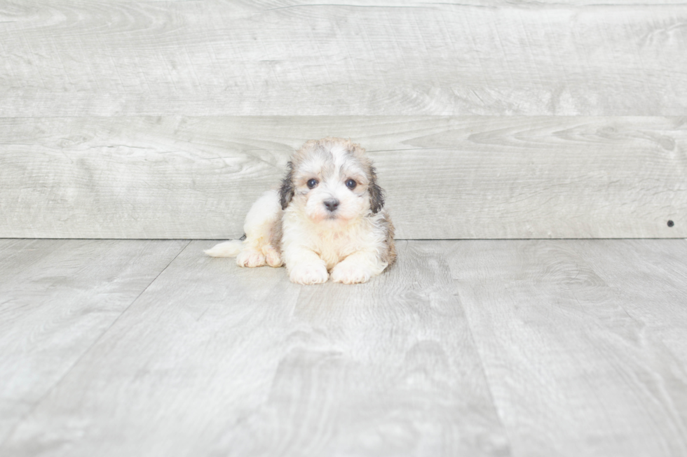 Sweet Havanese Purebred Puppy