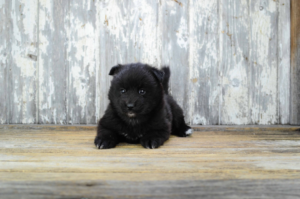 Small Pomsky Baby