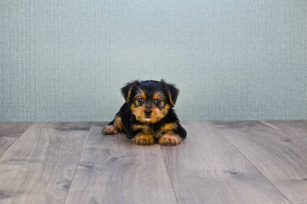 Meet Jeremy - our Yorkshire Terrier Puppy Photo 