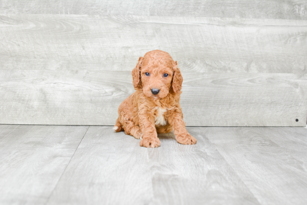 Cockapoo Puppy for Adoption