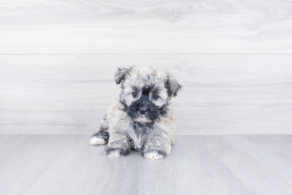 Best Havanese Baby