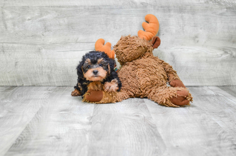 Yorkie Poo Pup Being Cute