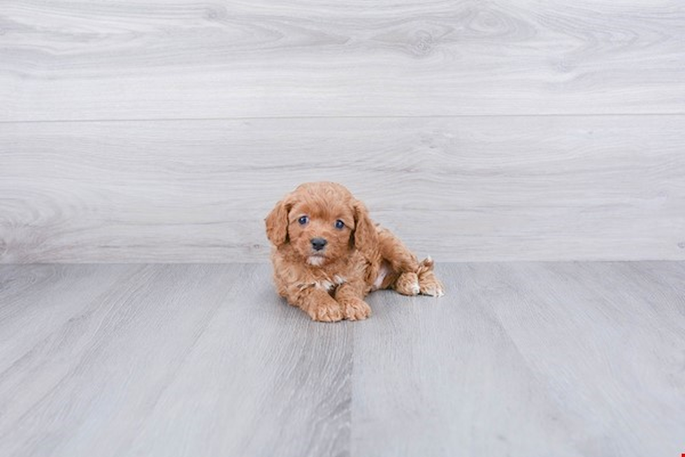 Best Cavapoo Baby