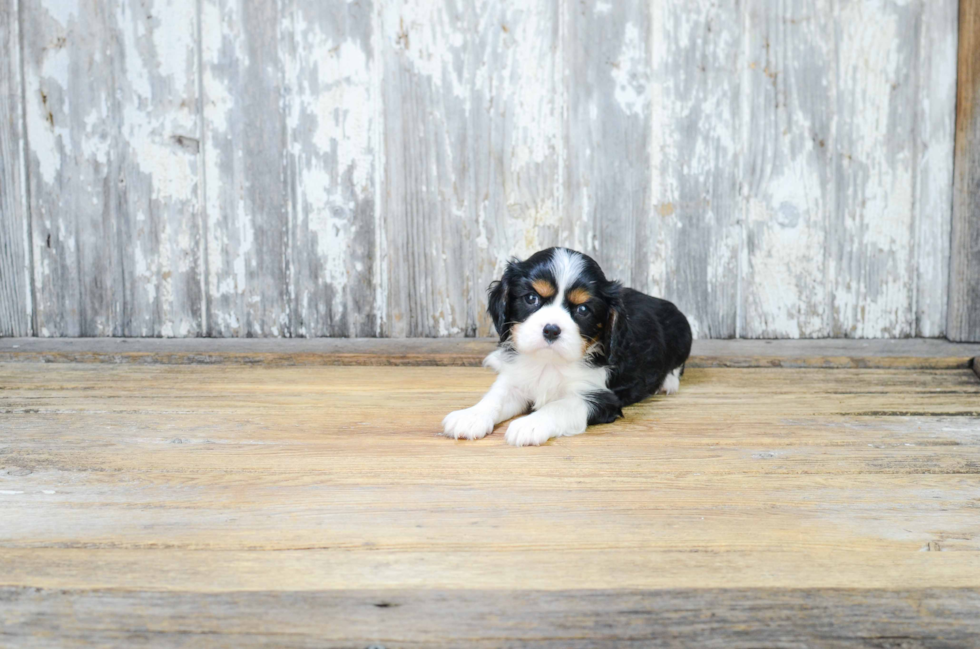 Best Cavalier King Charles Spaniel Baby