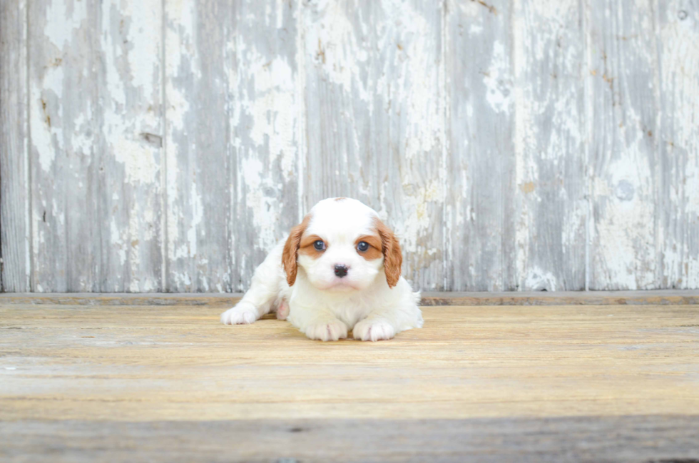 Cavalier King Charles Spaniel Pup Being Cute