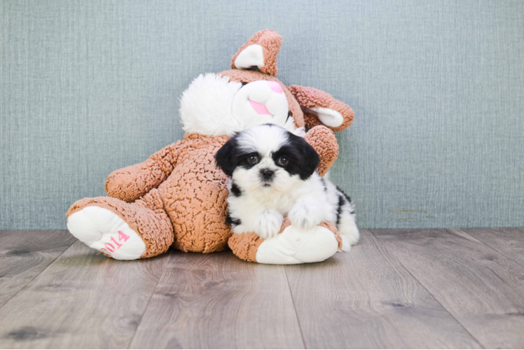 Teddy Bear Pup Being Cute