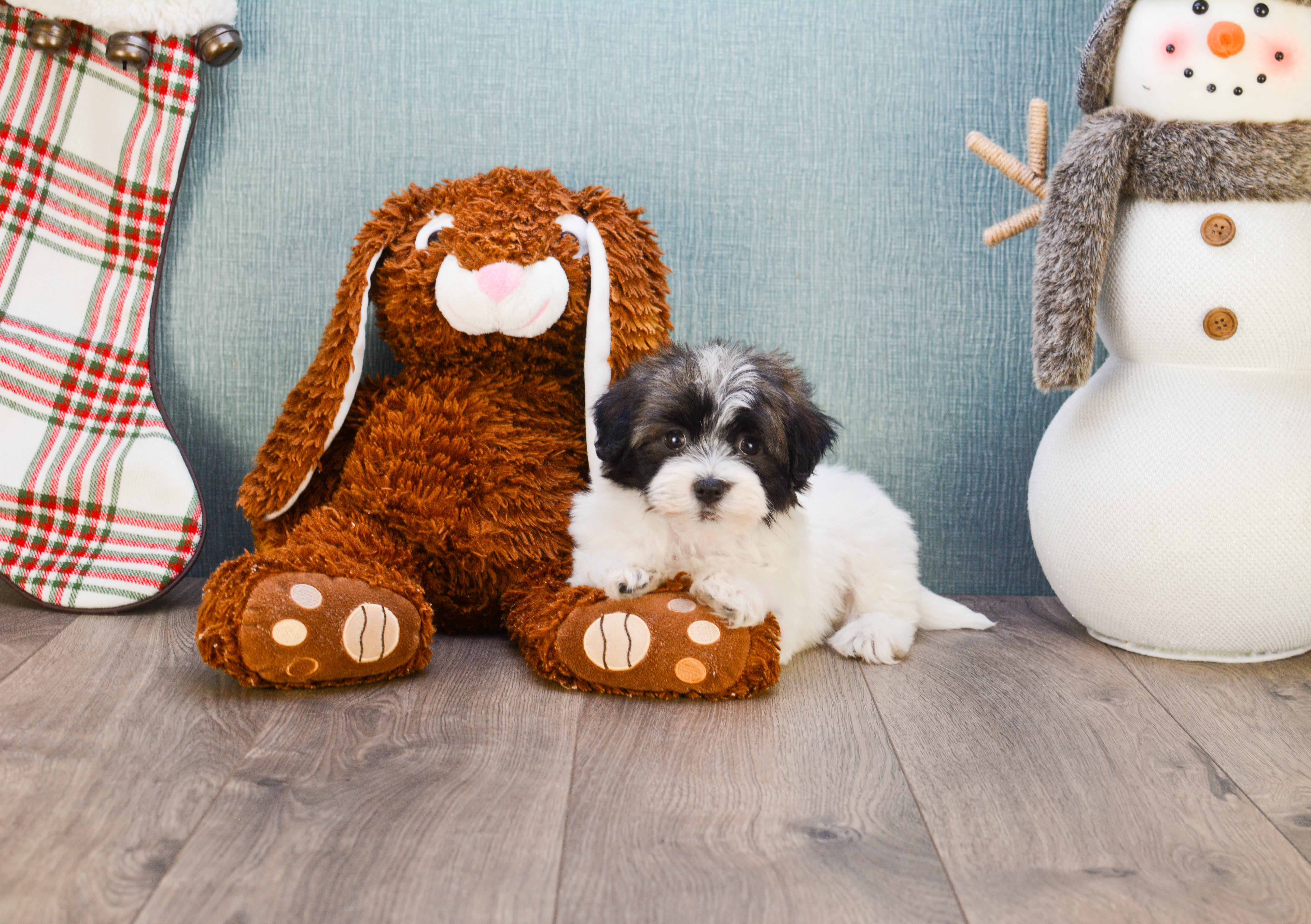 Havanese Puppy for Adoption