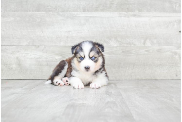 Funny Pomsky Designer Pup