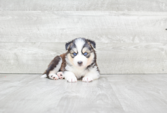 Funny Pomsky Designer Pup