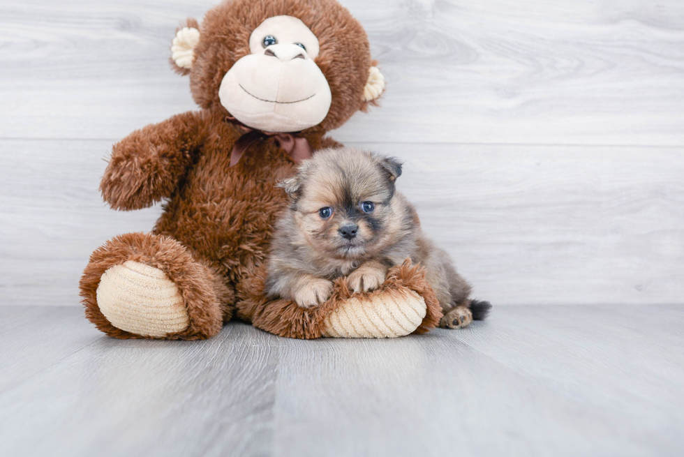 Small Pomeranian Baby