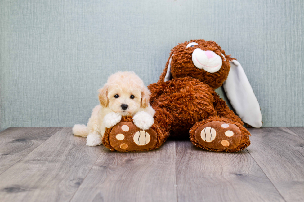 Popular Maltipoo Poodle Mix Pup