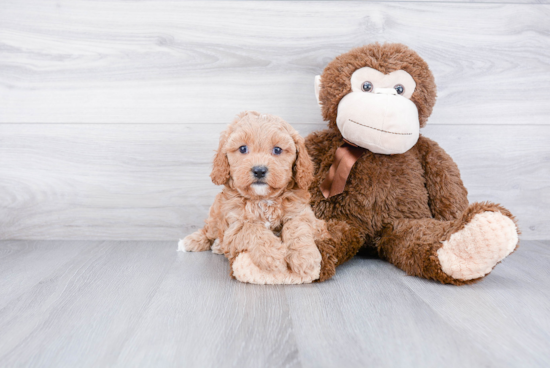 Cavapoo Puppy for Adoption