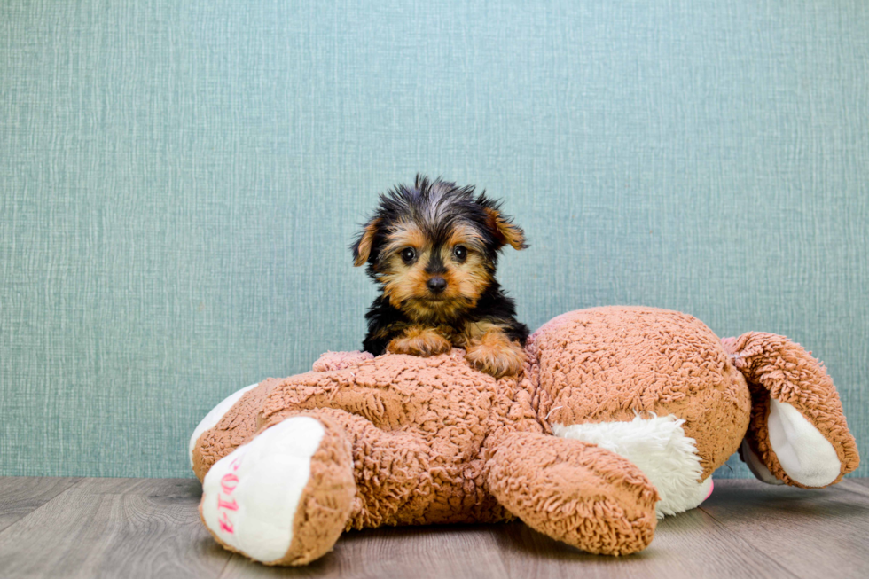 Meet Jeremy - our Yorkshire Terrier Puppy Photo 