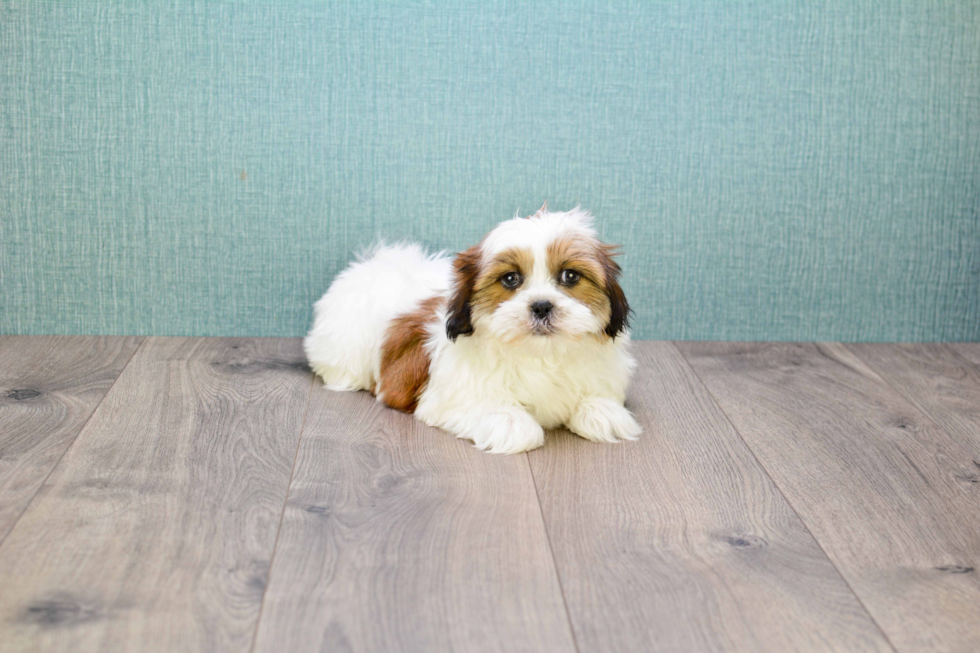 Best Shih Tzu Baby