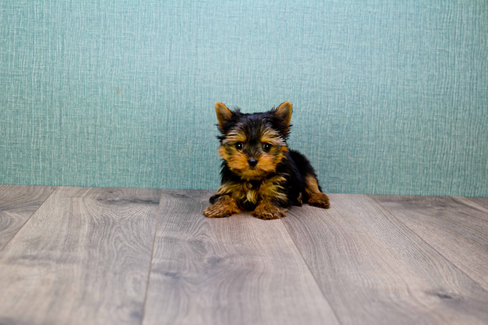 Meet Miss Perfection - our Yorkshire Terrier Puppy Photo 