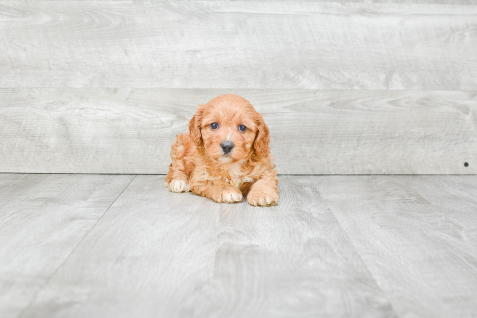 Cavapoo Puppy for Adoption