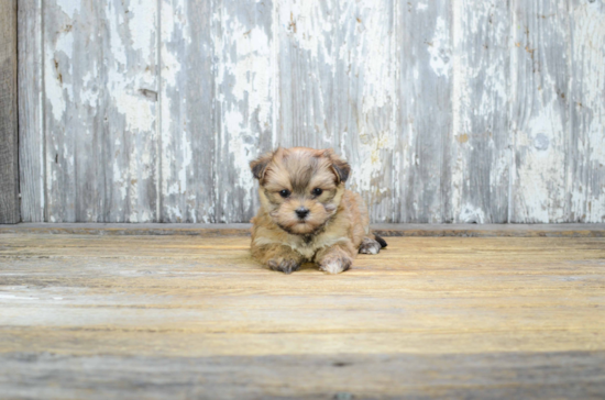 Small Morkie Baby