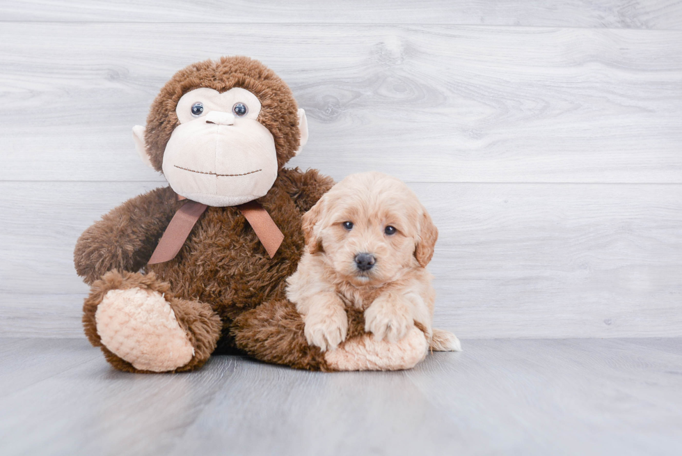 Mini Goldendoodle Pup Being Cute