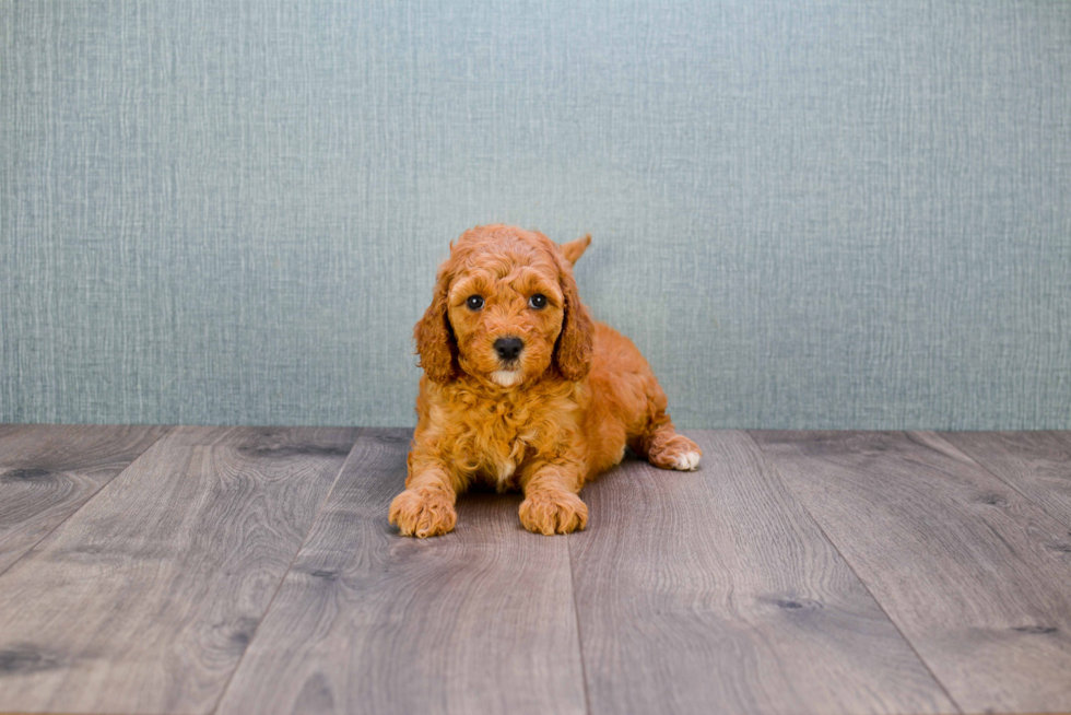 Adorable Golden Retriever Poodle Mix Puppy