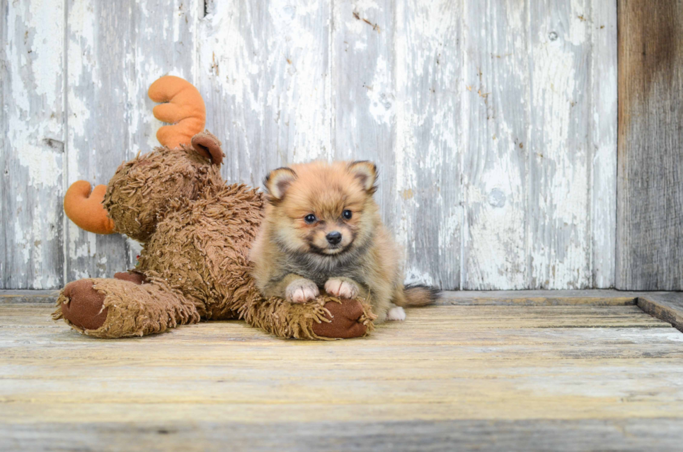 Pomeranian Pup Being Cute