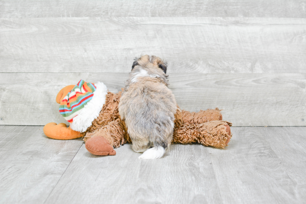 Hypoallergenic Havanese Purebred Pup