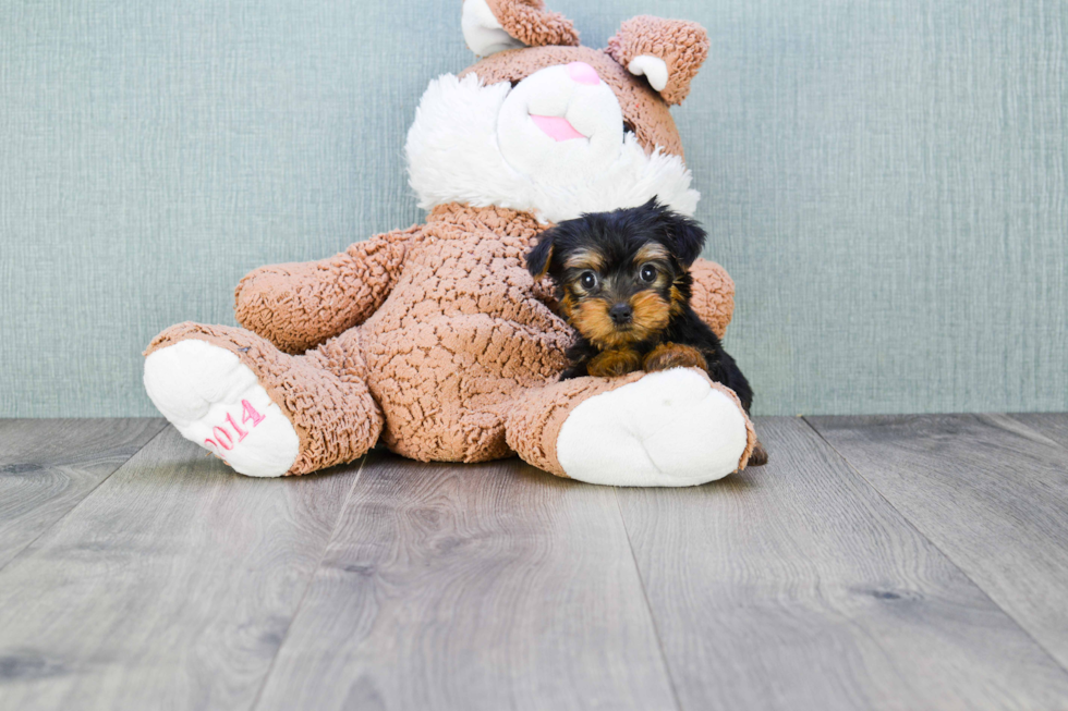 Meet Penny - our Yorkshire Terrier Puppy Photo 