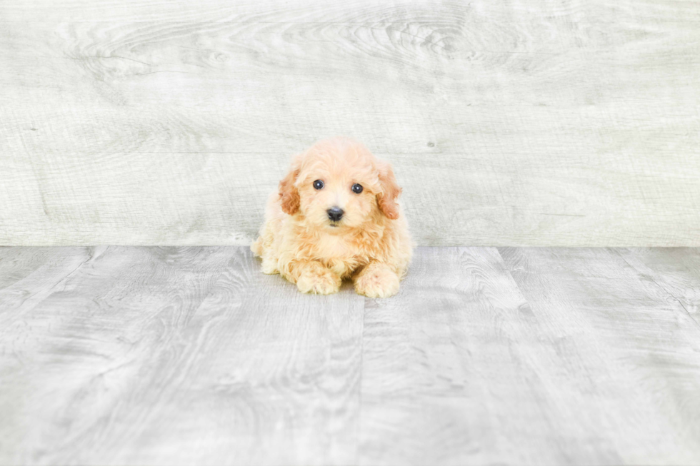 Energetic Maltese Poodle Poodle Mix Puppy