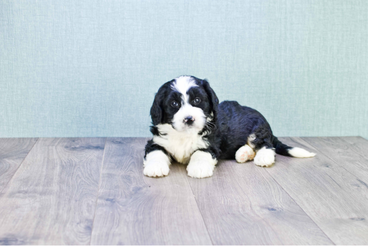 Best Mini Bernedoodle Baby