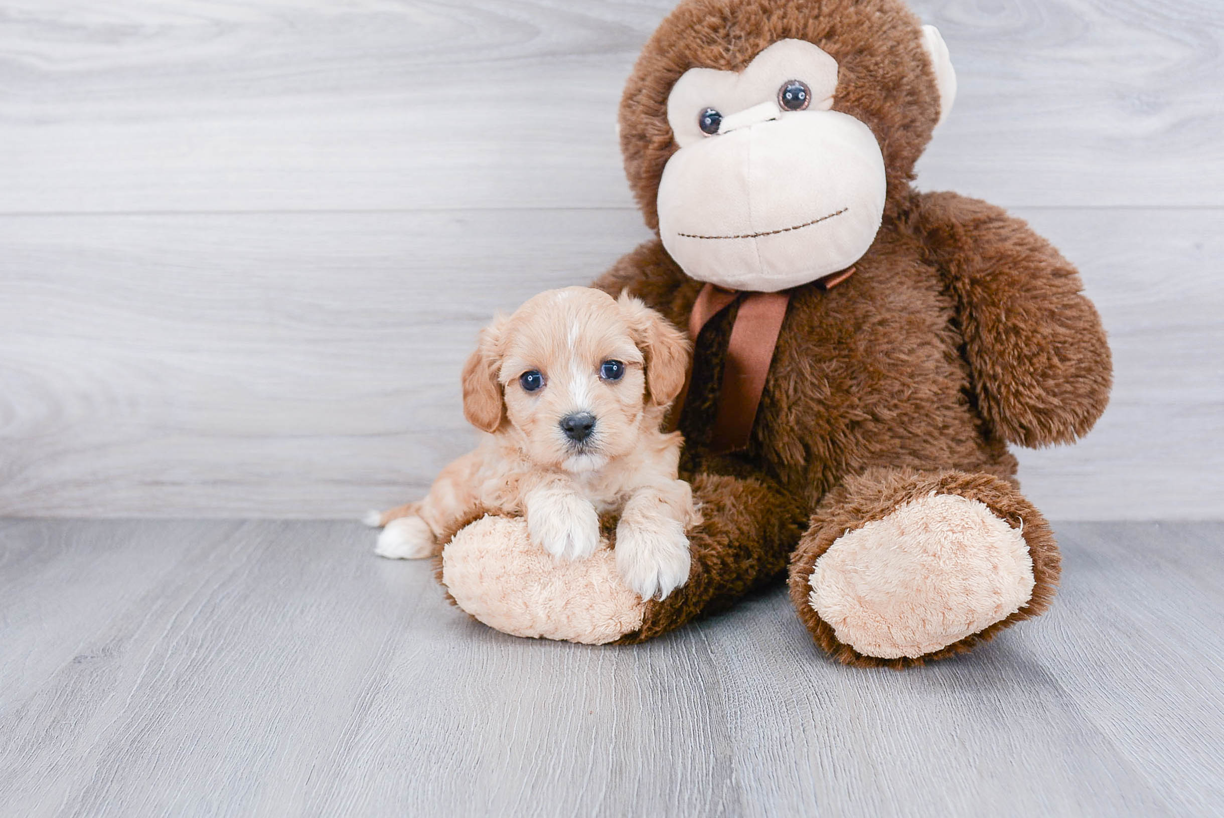 Cavachon Pup Being Cute