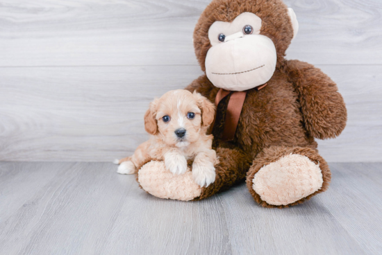 Cavachon Pup Being Cute