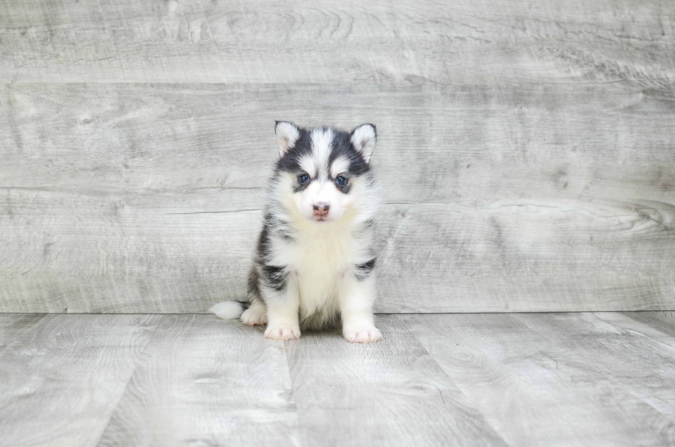 Pomsky Pup Being Cute