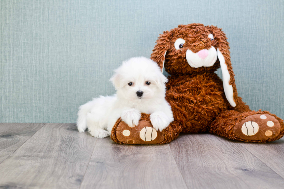 Small Maltese Purebred Pup