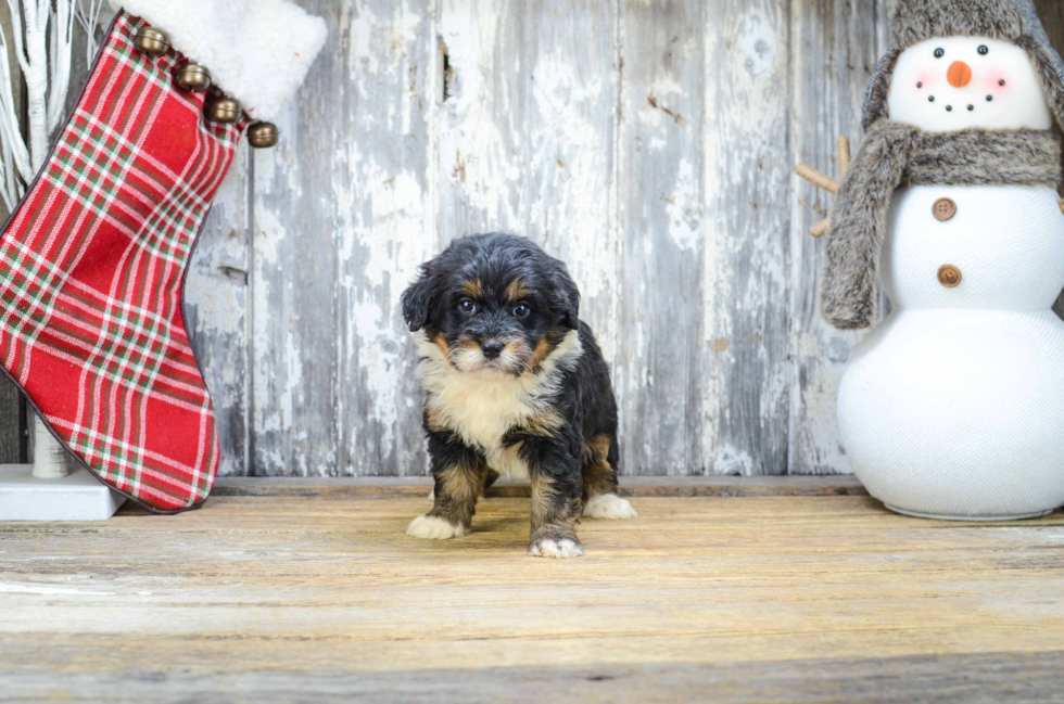 Happy Mini Bernedoodle Baby