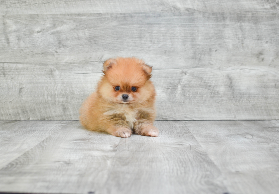 Pomeranian Pup Being Cute