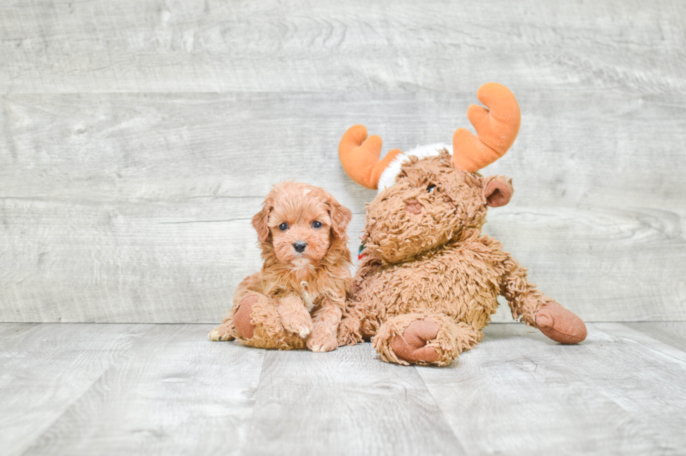 Energetic Cavoodle Poodle Mix Puppy