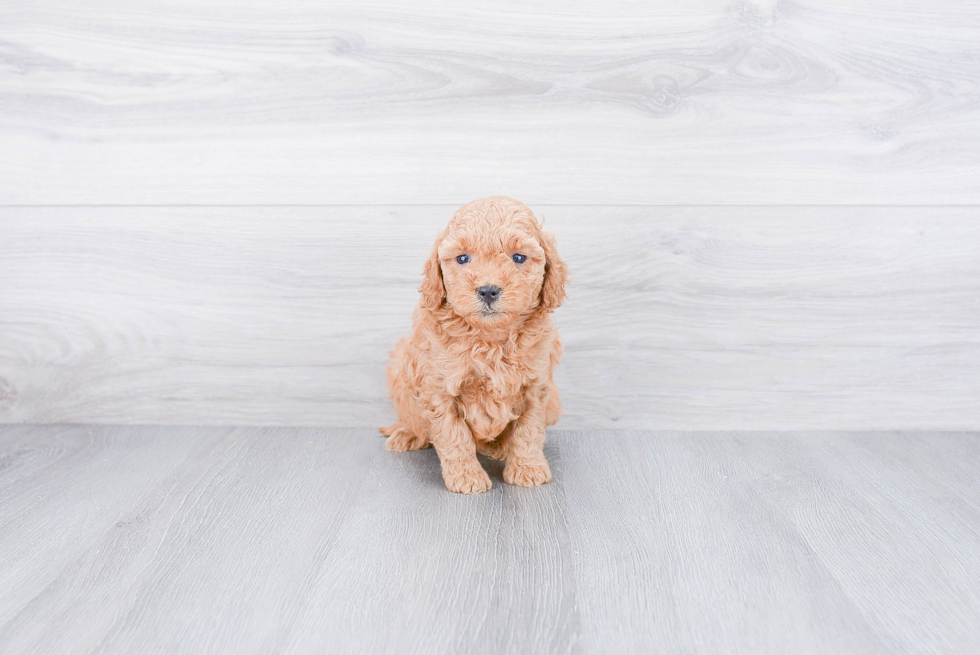 Best Mini Goldendoodle Baby