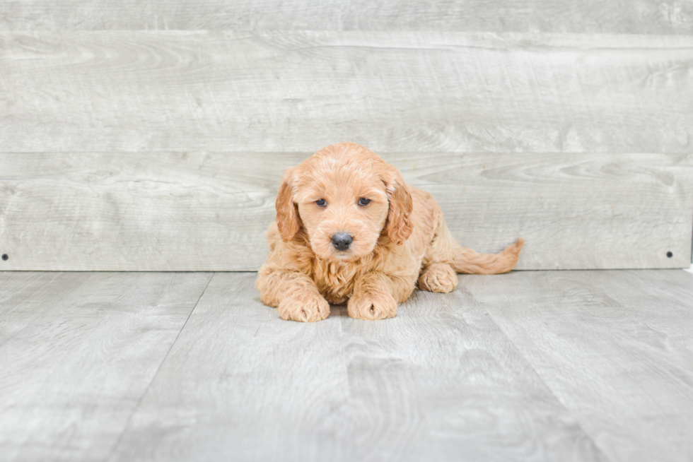 Funny Mini Goldendoodle Poodle Mix Pup