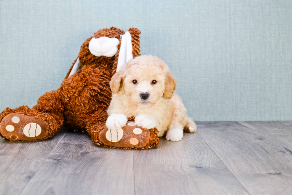 Mini Goldendoodle Pup Being Cute