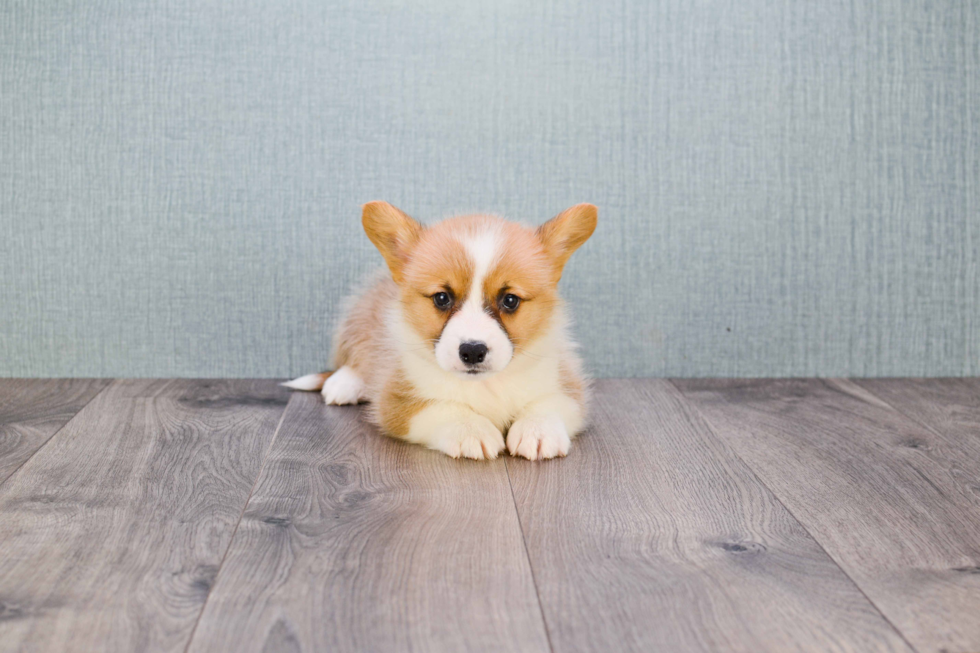 Cute Welsh Corgi Baby