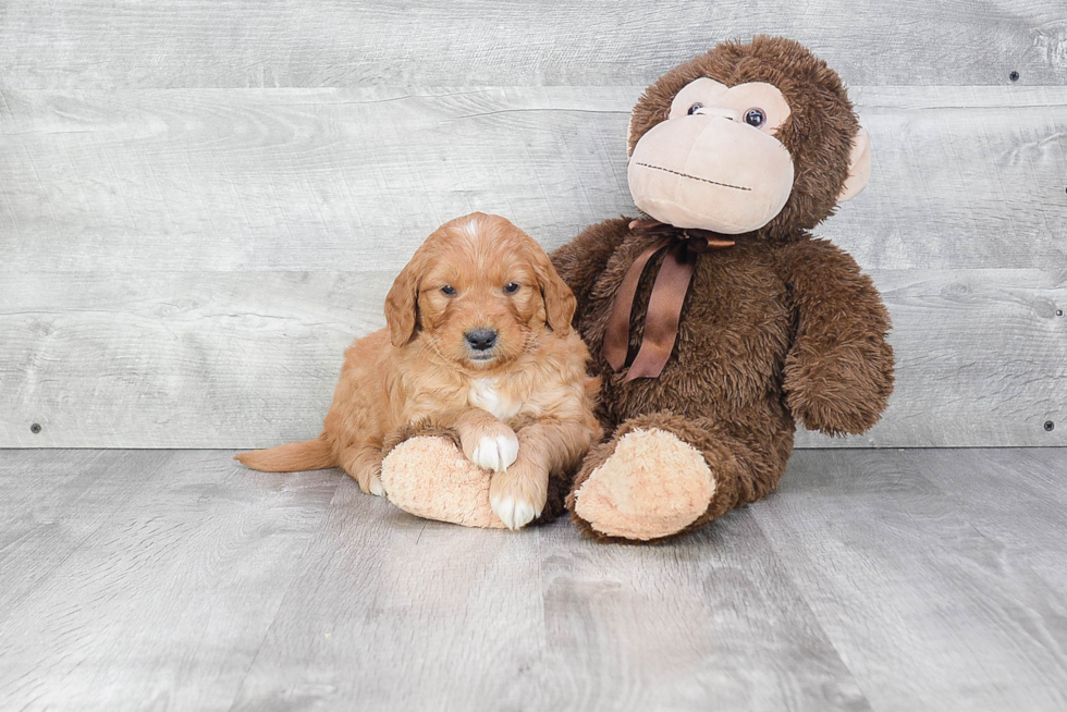 Best Mini Goldendoodle Baby