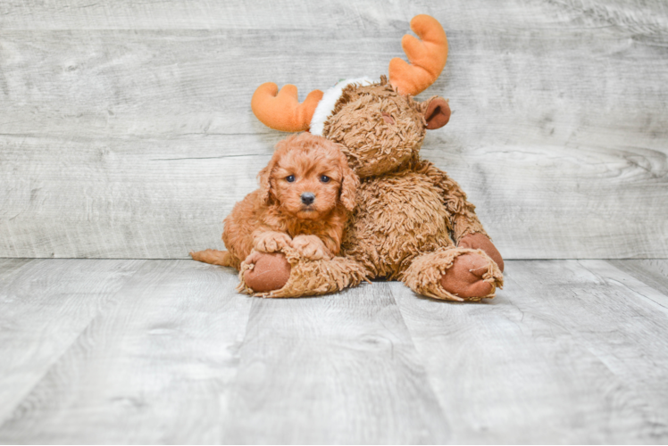 Cavapoo Puppy for Adoption